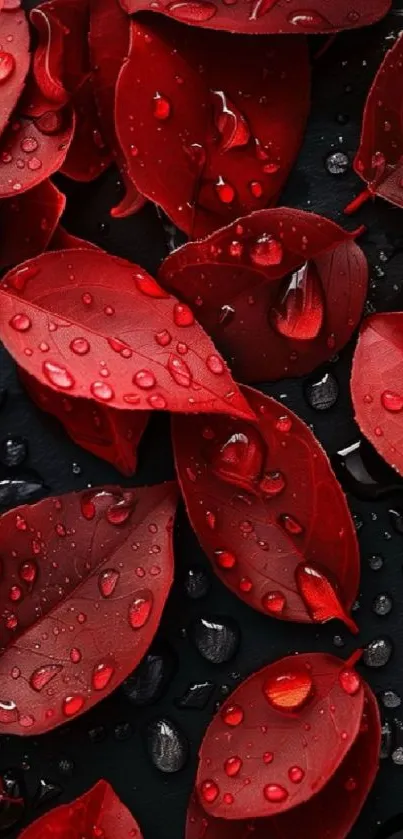 Crimson leaves with water droplets wallpaper.