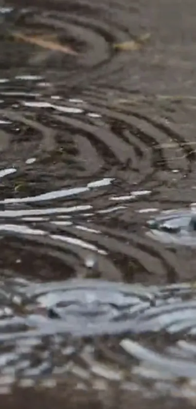 Gray rippling water with raindrop patterns.