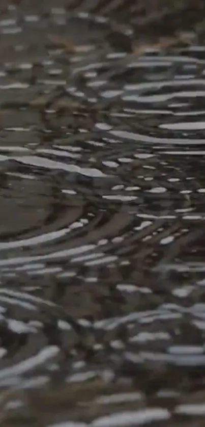 Raindrop ripples creating a serene pattern on water surface.