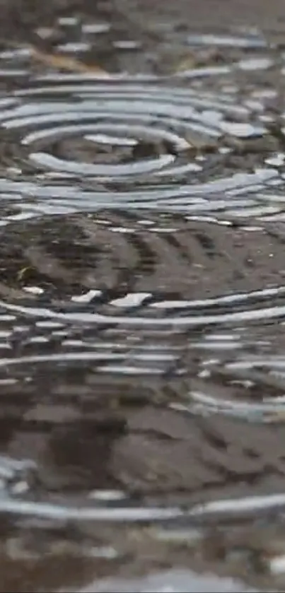 Close-up of raindrop ripples on water surface, creating a calming effect.