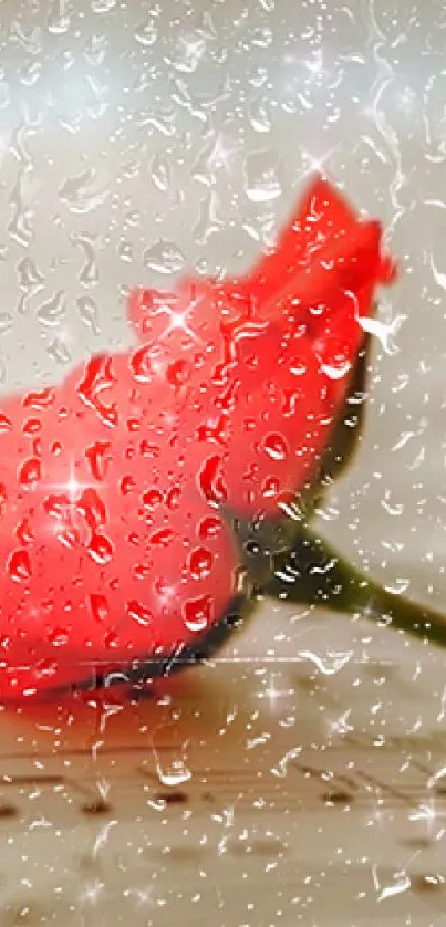 Red rose with raindrops mobile wallpaper, serene and elegant.