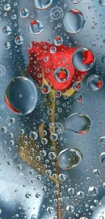 Red rose with raindrops on a blue background.