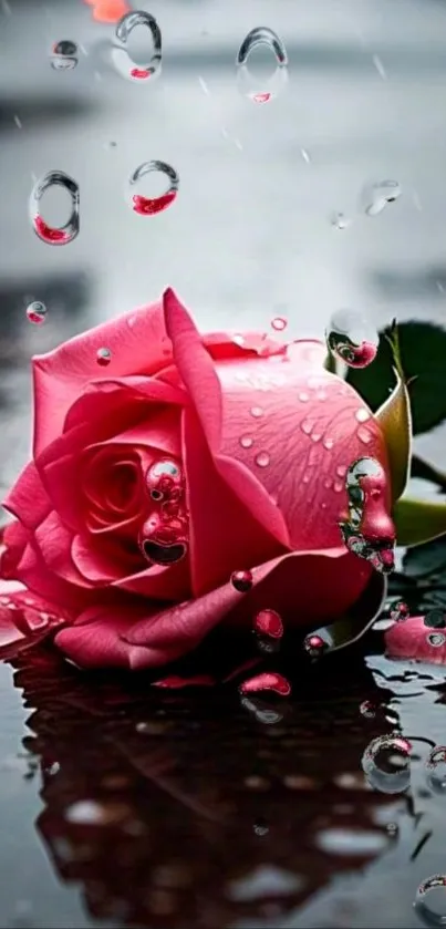 Pink rose with raindrops reflecting on a wet surface.