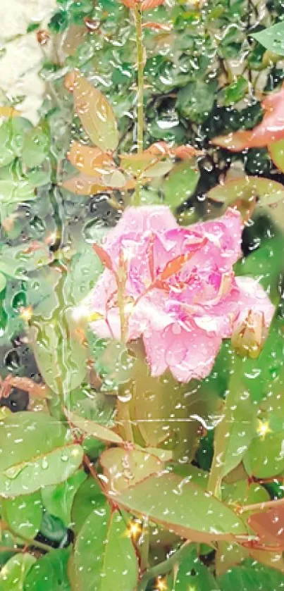 Rain-soaked rose with green leaves.