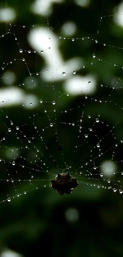 Spider web glistening with raindrops against a dark green background.