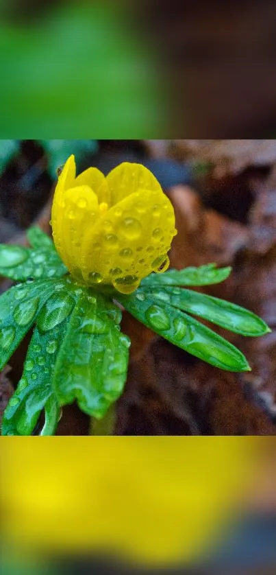 Yellow flower with raindrops on green leaves, natural wallpaper.