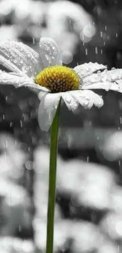 Daisy with raindrops in grayscale with a yellow center.