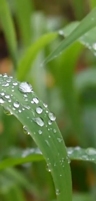 Close-up of raindrops on lush green grass with a blurred background.