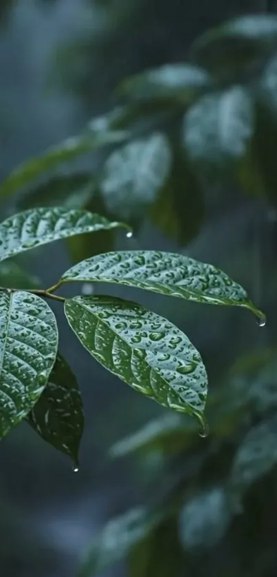 Raindrops delicately perched on green leaves.