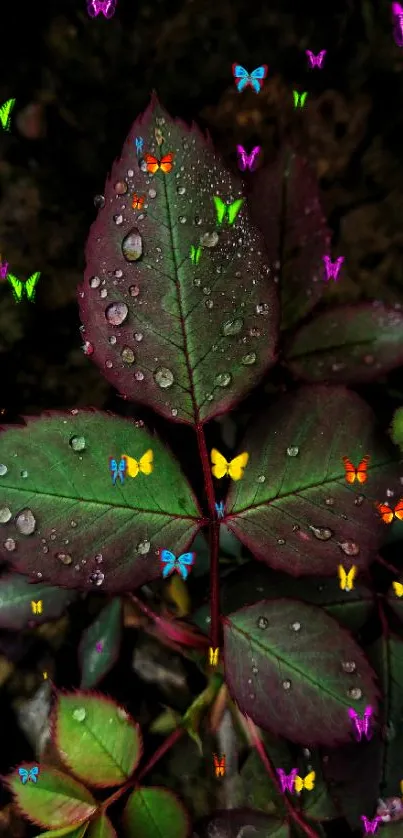 Close-up of green rose leaves with water droplets.
