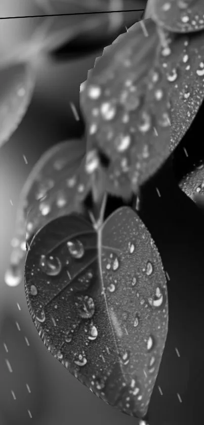 Black and white leaves with raindrops wallpaper.