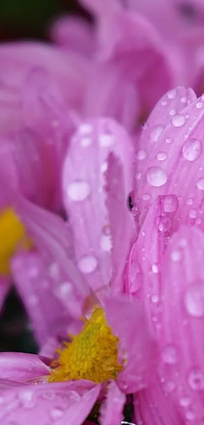 Pink flowers with raindrops on petals in vibrant close-up view.