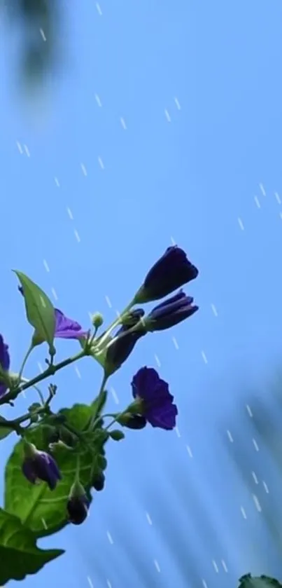 Purple flowers with raindrops against a vibrant blue sky.