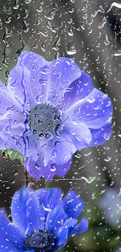 Raindrops on vibrant purple flowers wallpaper.