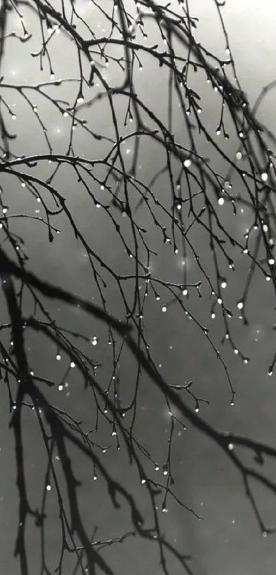 Branches with raindrops on a misty gray background.