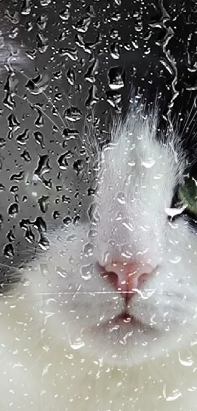 Close-up of a cat looking through a rain-splattered window, with striking green eyes.