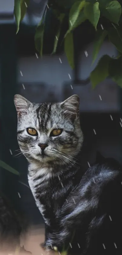 Grey tabby cat sitting under rainy leaves, serene natural scene.