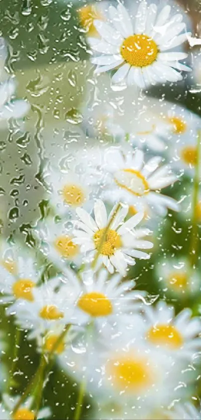 Rain-soaked daisies with vibrant colors.