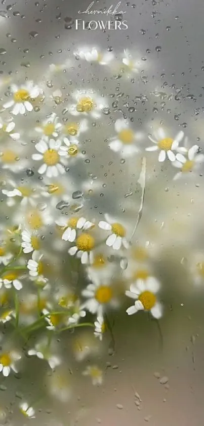 Serene daisy flowers with raindrop effect mobile wallpaper.