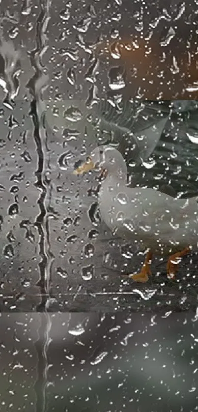 Wallpaper of a duck through rain-soaked glass.