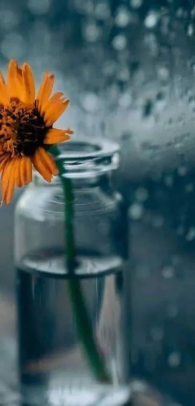 Orange flower in a vase by a rainy window, serene atmosphere.