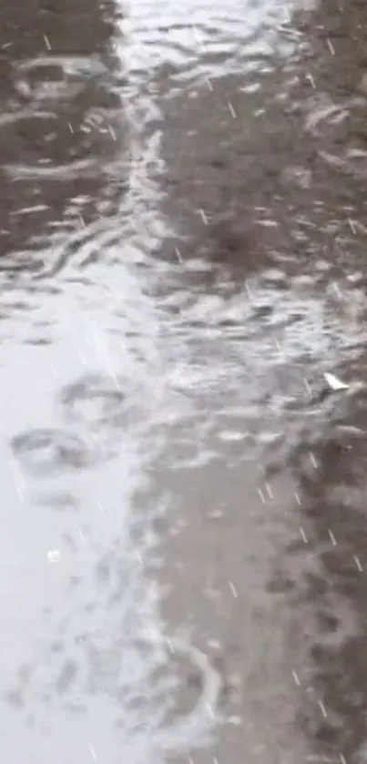 Reflective puddle on rainy day wallpaper with rippling water in gray tones.