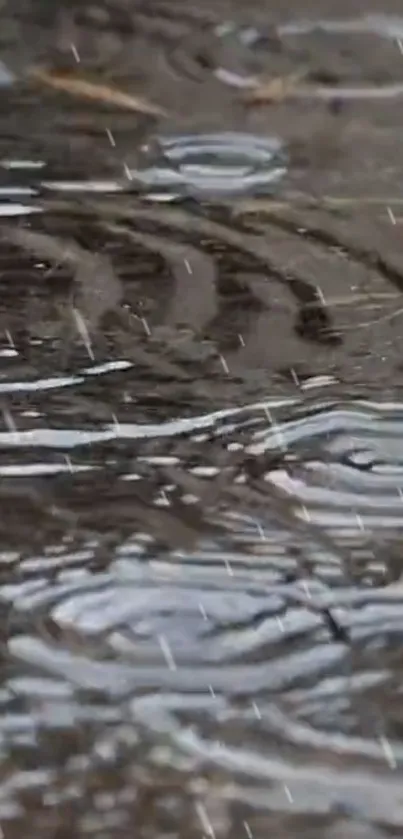 Ripples and rain on a calm water surface wallpaper.