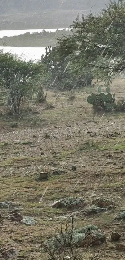 Rain falling gently over a desert landscape with cacti and olive green hues.