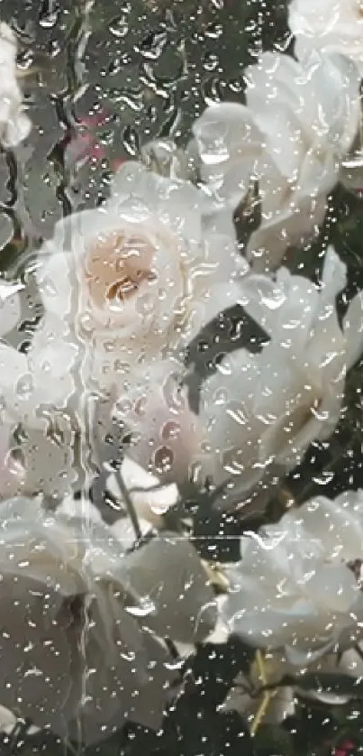 White roses with raindrops on glass in a serene mobile wallpaper.