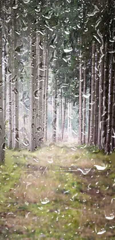 Forest path with raindrops on window in mobile wallpaper.