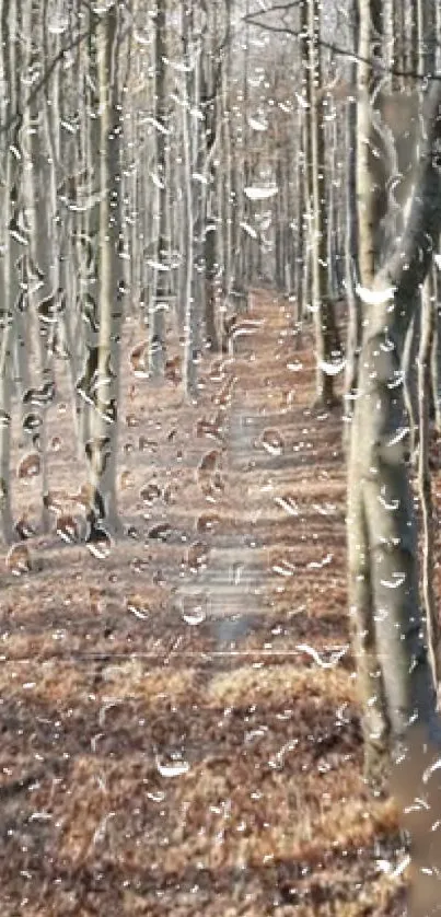 Rainy forest path wallpaper with droplets and trees.