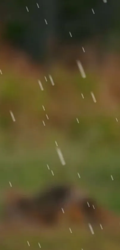 Blurred forest with rain drops in the foreground, creating a serene wallpaper.