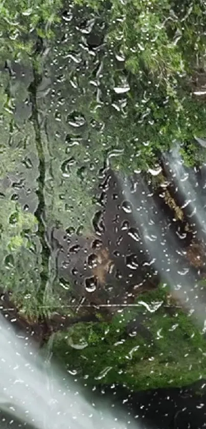 Rainy forest wallpaper with clear droplets on a window and lush green trees.