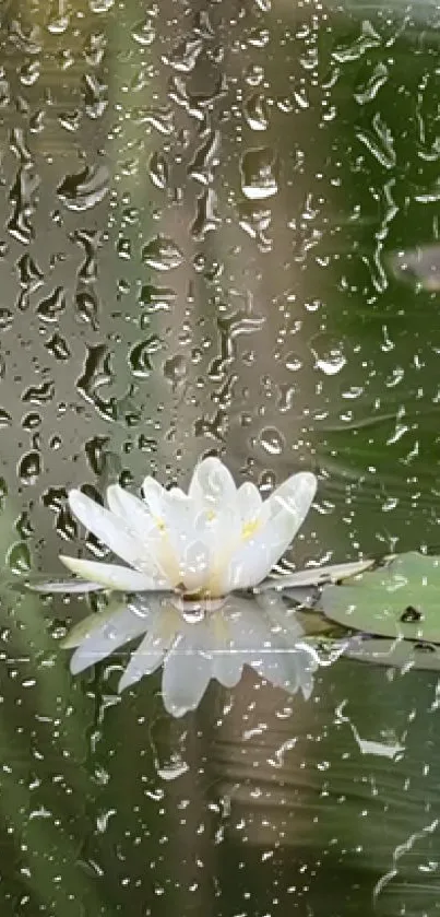 White water lily with raindrops on glass.