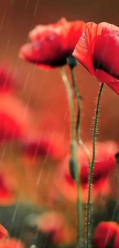 Vibrant red poppies in the rain, perfect mobile wallpaper.