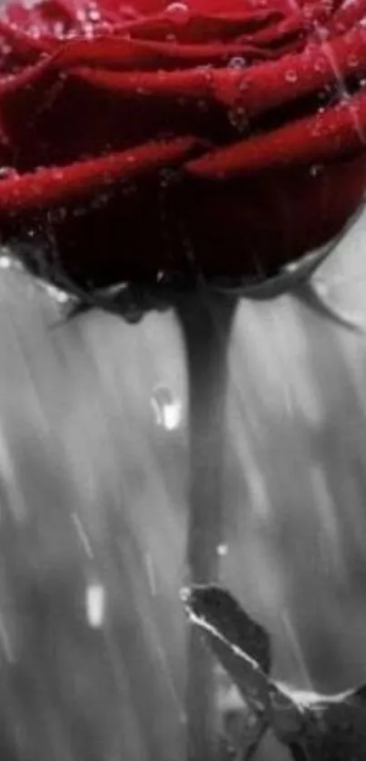 Red rose with raindrops on grayscale background.