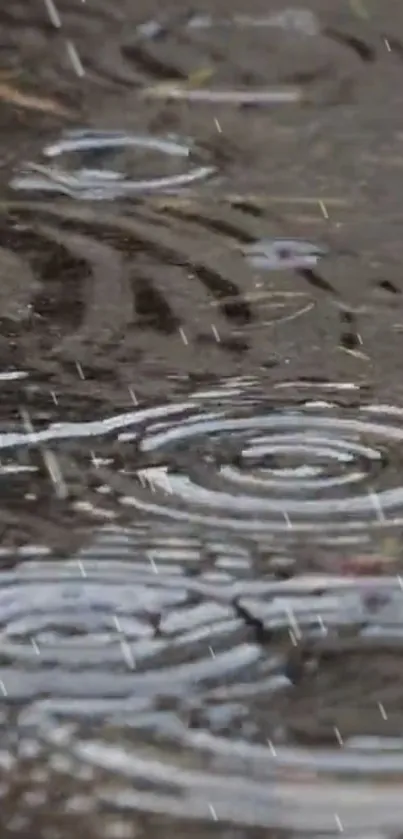 Raindrops creating ripples on a wet pavement captured in a wallpaper.