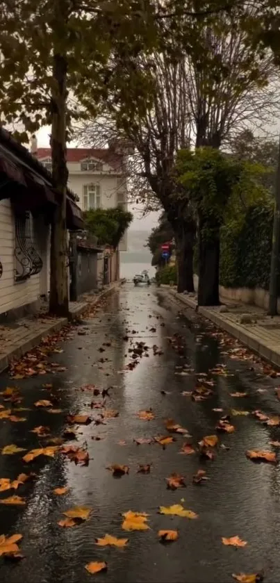 Rainy autumn street with fallen leaves and mist.