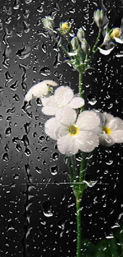 White flowers seen through raindrop-covered glass.