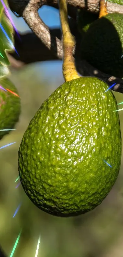 avocado on the tree Live Wallpaper
