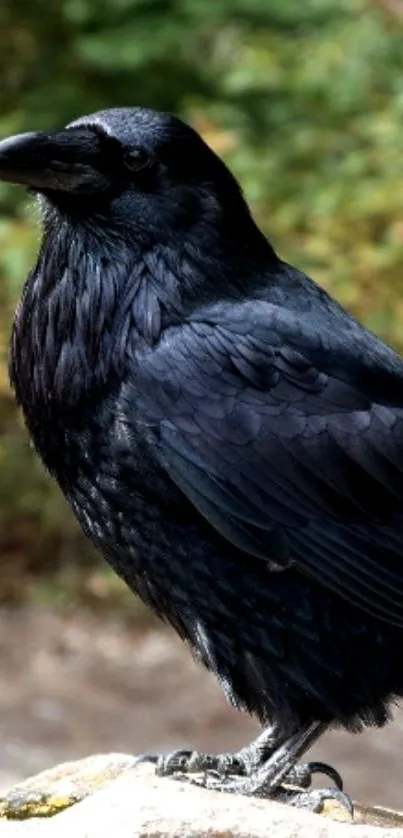 A majestic raven perched on a rock, with a blurred natural backdrop.