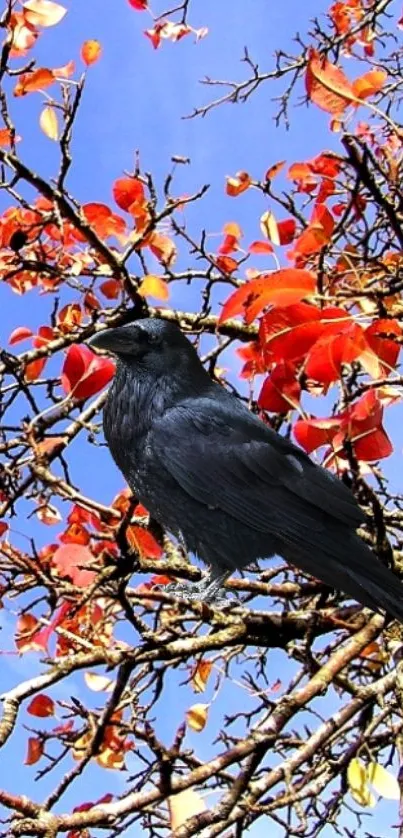 Raven perched on autumn tree with bright orange leaves.