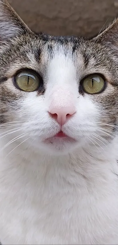 Close-up of a tabby cat with green eyes and a white face as a wallpaper.