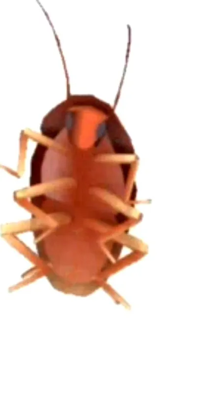 Realistic cockroach on white background wallpaper.