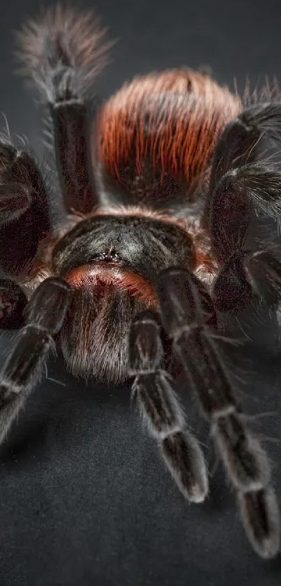 Realistic tarantula on a dark background mobile wallpaper.