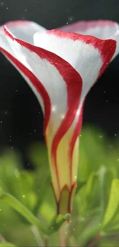 Close-up of a red and white flower with green foliage.