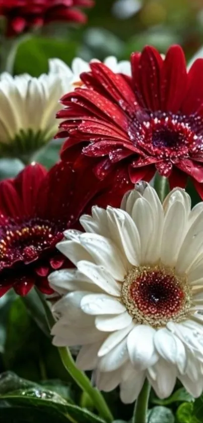 Red and white daisies with dewdrops enhancing their beauty.