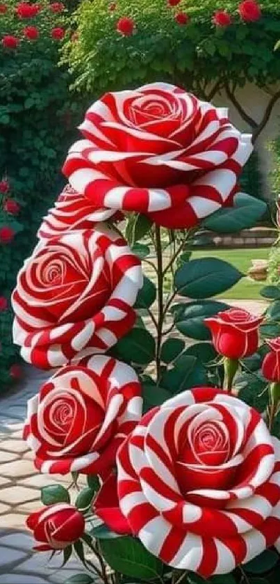 Red and white roses in a garden setting.