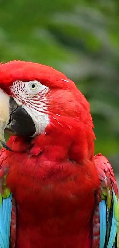Red Animal Outdoor Live Wallpaper