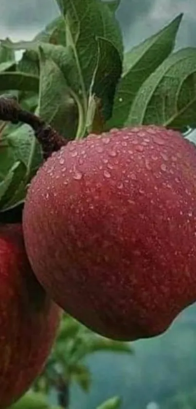 Close-up of a red apple with raindrops on branches.